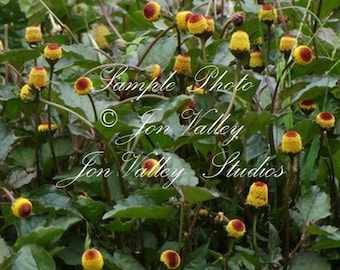 100 seeds Tropical Herb Toothache Plant Fast Growing Ornamental Annual Yellow Button Flowers Spilanthes acmella oleracea var paniculata