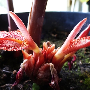 May include: Close-up of a pink and white ginger flower with a red stem. The flower is in bloom and has a delicate, intricate pattern.