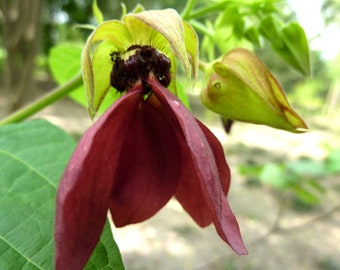 20 Tropical Seeds- Devils Cotton-Tropical plant-  Abroma Augustum