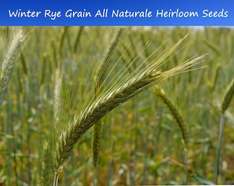 Grain Seeds - Winter Rye -100 seeds -  -Heirloom Grow Your Own Grain and Flour! Container Pots or Direct Sow -  Flower arrangements