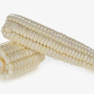 20 Heirloom Vegetable Seeds-Silver King Corn-  Save Big on More Packs -Mix and Match Sale!