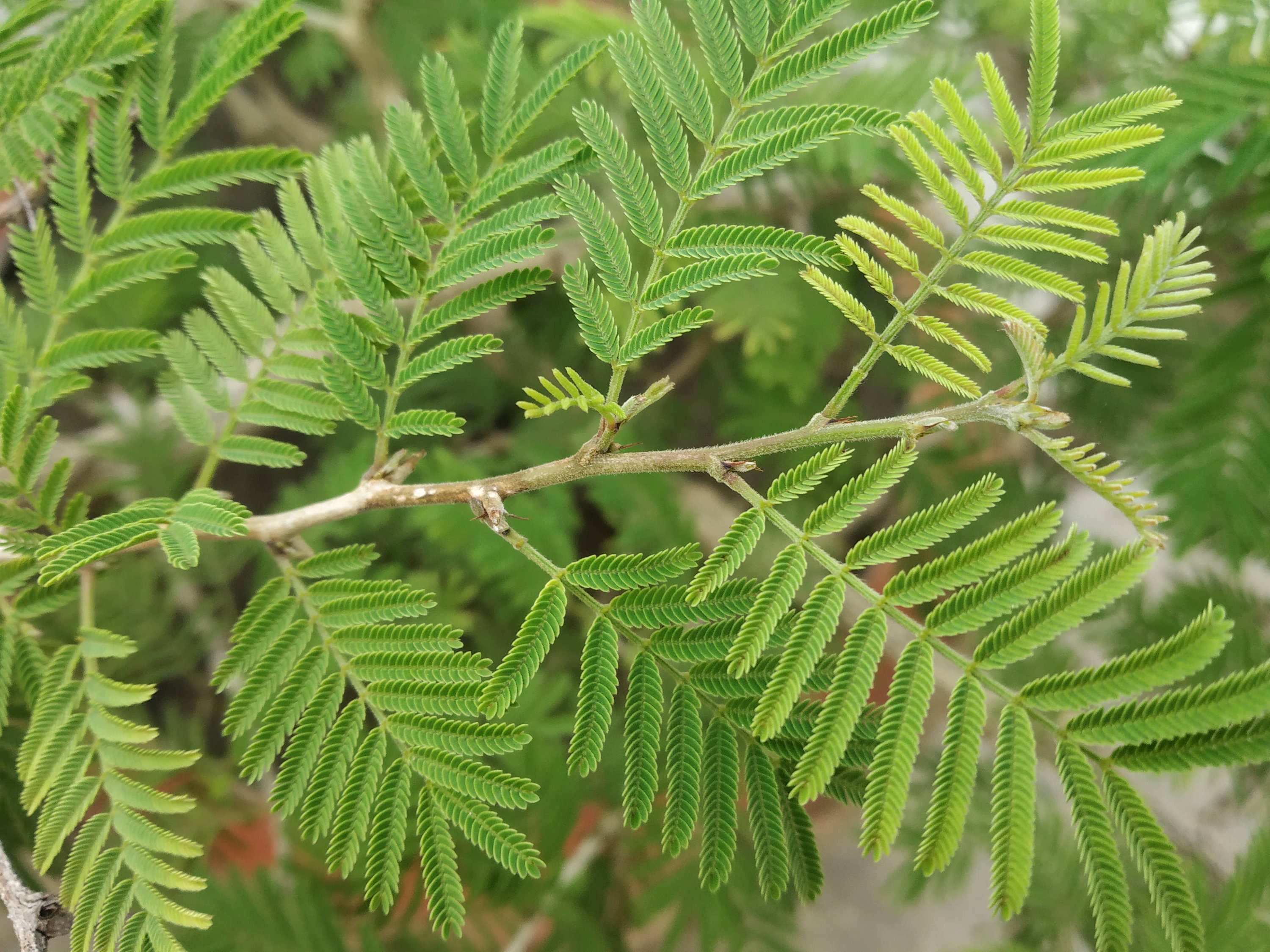 Shami Shami plant in usa