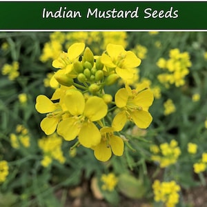 100 Heirloom Vegetable Seeds -Indian Mustard Greens - -  Brassica juncea-Save Big on More Packs -Mix and Match! Sale!