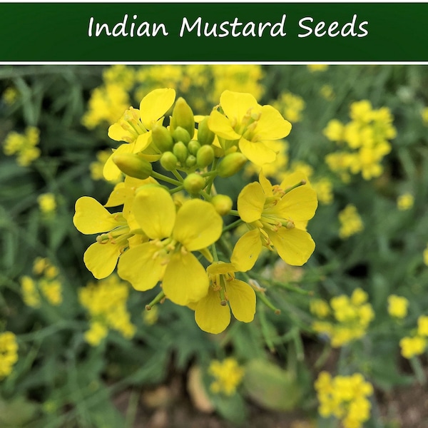 Vegetable Seeds -Indian Mustard Greens -100 Seeds-  Brassica juncea