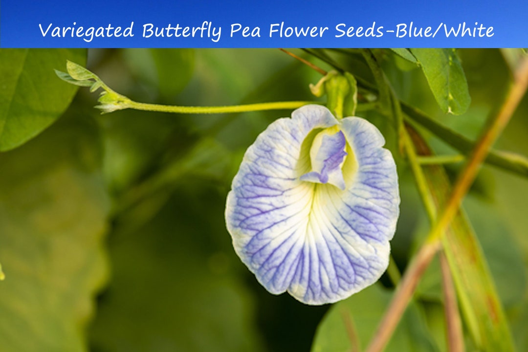 Tropical Flower Seeds variegated Flower Blue and White butterfly Pea 10 Seeds clitoria Ternatea