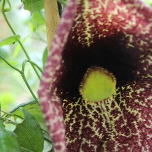 20 Seeds -Aristolochia elegans-Calico Flower-Tropical Evergreen- Trellis or Hanging Baskets-Save Big on More Packs -Mix and Match Sale!