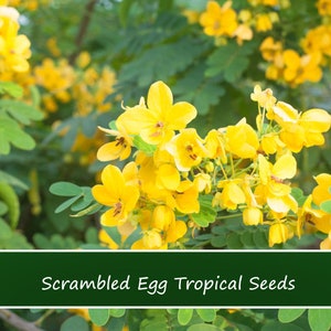 20 Heirloom Tropical Seeds-Scrambled Egg Tree-  Senna -Multi Use Plant- Cassia Glauca-Save Big on More Packs -Mix and Match Sale!