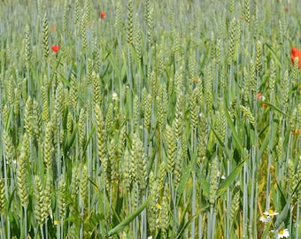 May include: A field of green wheat with red poppies growing throughout. The wheat is tall and slender, with the poppies adding a splash of color to the scene.