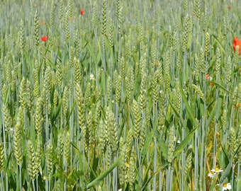 100 Heirloom Grain Seeds - - Yamhill Soft White Winter Wheat Heirloom Grow your own grain and Flour! Container Pots or Direct Sow