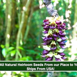 Heirloom Tropical Seeds -Mucuna - 3 Giant Seeds- Unique & Very rare -Mucuna monosperma-Save Big on More Packs -Mix and Match! Sale!