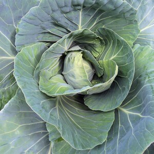 100 Heirloom Early Jersey Wakefield Cabbage Vegetable Seeds!   Early Harvest