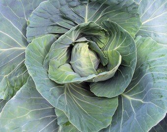 Cabbage Seed Early Jersey Wakefield Heirloom NON GMO Seeds - Etsy