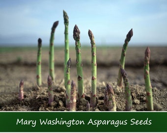 Vegetable Seeds-Mary Washington Asparagus - 100 Heirloom SEEDS -     Seed Pack