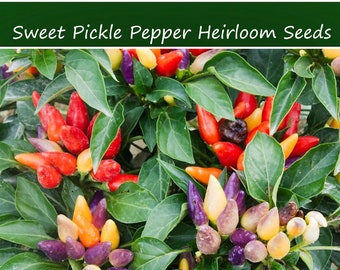 Vegetable Seeds -Sweet Pickle Pepper -10 Heirloom Seeds