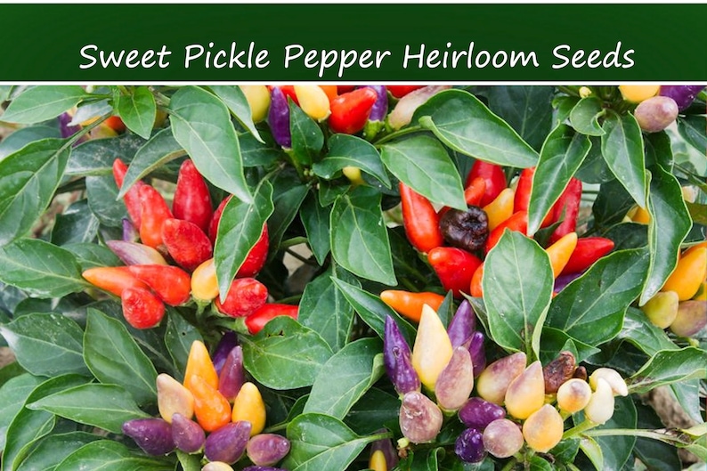 SerendipitySeeds Sweet Pickle Pepper Seeds - Thumbnail 2