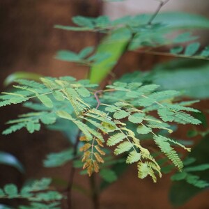May include: A close-up of a green leafy plant with delicate fern-like leaves. The plant is growing in a natural setting, with a brown background.
