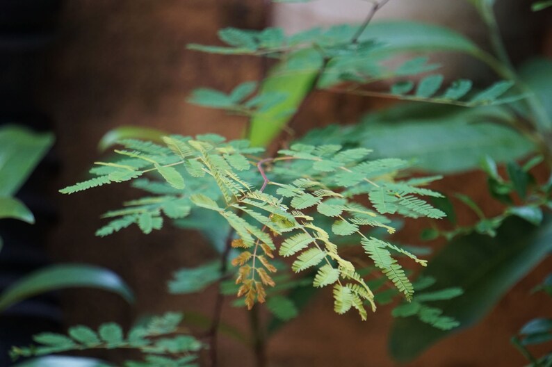 May include: A close-up of a green leafy plant with delicate fern-like leaves. The plant is growing in a natural setting, with a brown background.