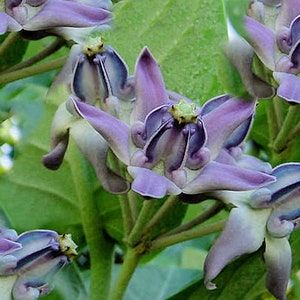 Flower Seeds- Blue -Lavender Crown Flower-10 Seeds -See Listing  -Important to Butterflies- -Calotropis Gigantea