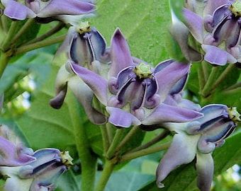 10 Heirloom Flower Seeds-Blue/Lavender Crown Flower-Important to Butterflies-Calotropis gigantea-Save Big on More Packs-Mix and Match! Sale!