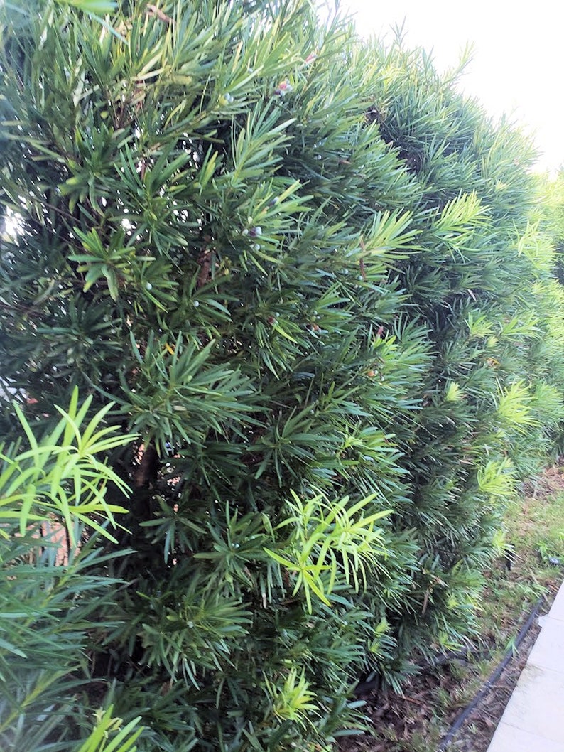 5 seeds Podocarpus macrophyllus Fern Pine tropical | Etsy