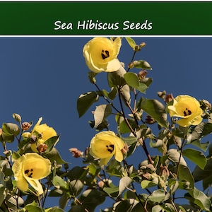 Tropical Seeds- Sea Hibiscus Flower- 20 Seeds-Salt Tolerant -  - Hibiscus Tiliaceus-Save Big on More Packs -Mix and Match- Sale!