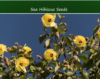 Tropical Seeds- Sea Hibiscus Flower- 20 Seeds-Salt Tolerant -Blooms Bright Yellow Turning Orange - Hibiscus Tiliaceus