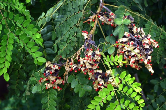 10 Seeds Red Sandalwood Tree Shiny Seeds Used In Crafts Etsy
