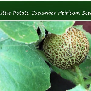 20 Heirloom Vegetable Seeds -Little Potato Cucumber-Save Big on More Packs -Mix and Match! Sale!