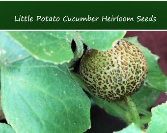 Vegetable Seeds -Little Potato Cucumber-20 Seeds -Garden Heirloom - Great Slicing Variety