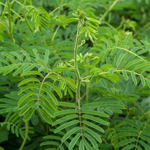 Tropical Seeds -Acacia /Senegalia catechu -10 Heirloom Seeds-Rare- Yellow Mimosa-Save Big on More Packs -Mix and Match- Sale!