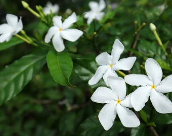 10 Crepe Jasmine seeds - Tabernaemontana divaricata- Seed Pack- See Listing Below