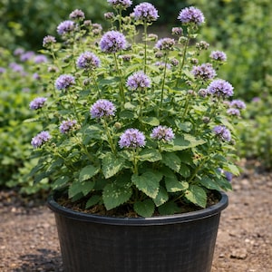 Babchi Plant - Etsy
