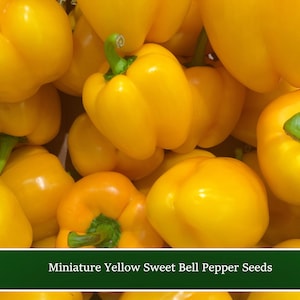 Pepper Seeds - Miniature Yellow Bell!  20 Heirloom Vegetable Seeds - Save Big on More Packs -Mix and Match- Sale!