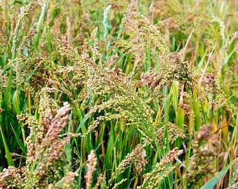 500 Heirloom White Proso Millet Seeds - All Zones- Buy More Save More-Mix & Match!