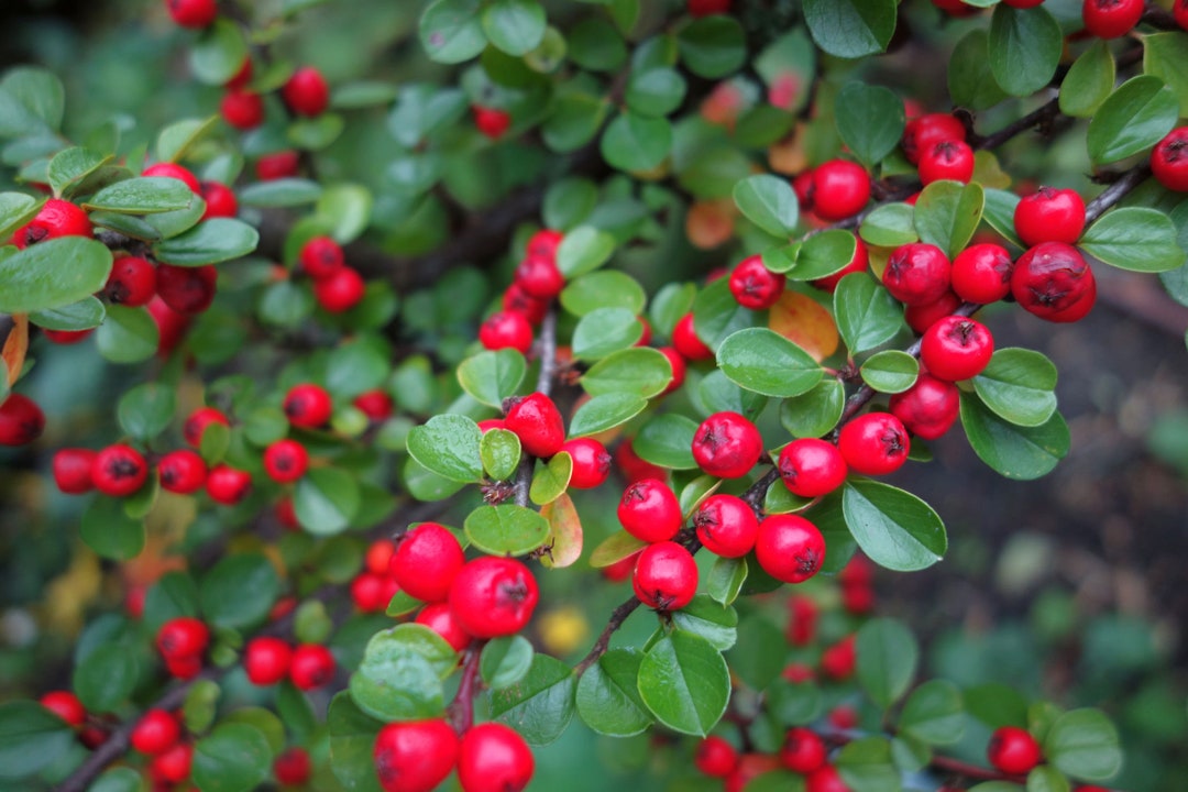 Heirloom Seedsrockspray-20 Seeds good Fall Color popular Shrub bonsai ...