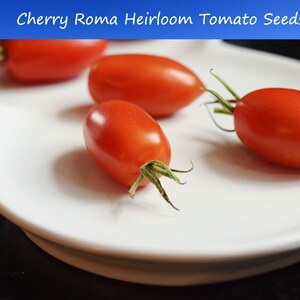 Tomato Seeds-Cherry Roma Tomato-  20 Heirloom Vegetable Seeds