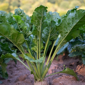 100 Heirloom Sugar Beet Seeds!
