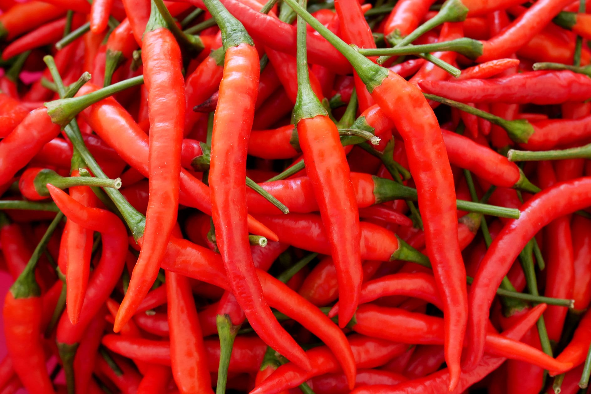 Kashmiri Chilli / Chile Pepper 20 Seeds Vegetable Spice Hot Etsy