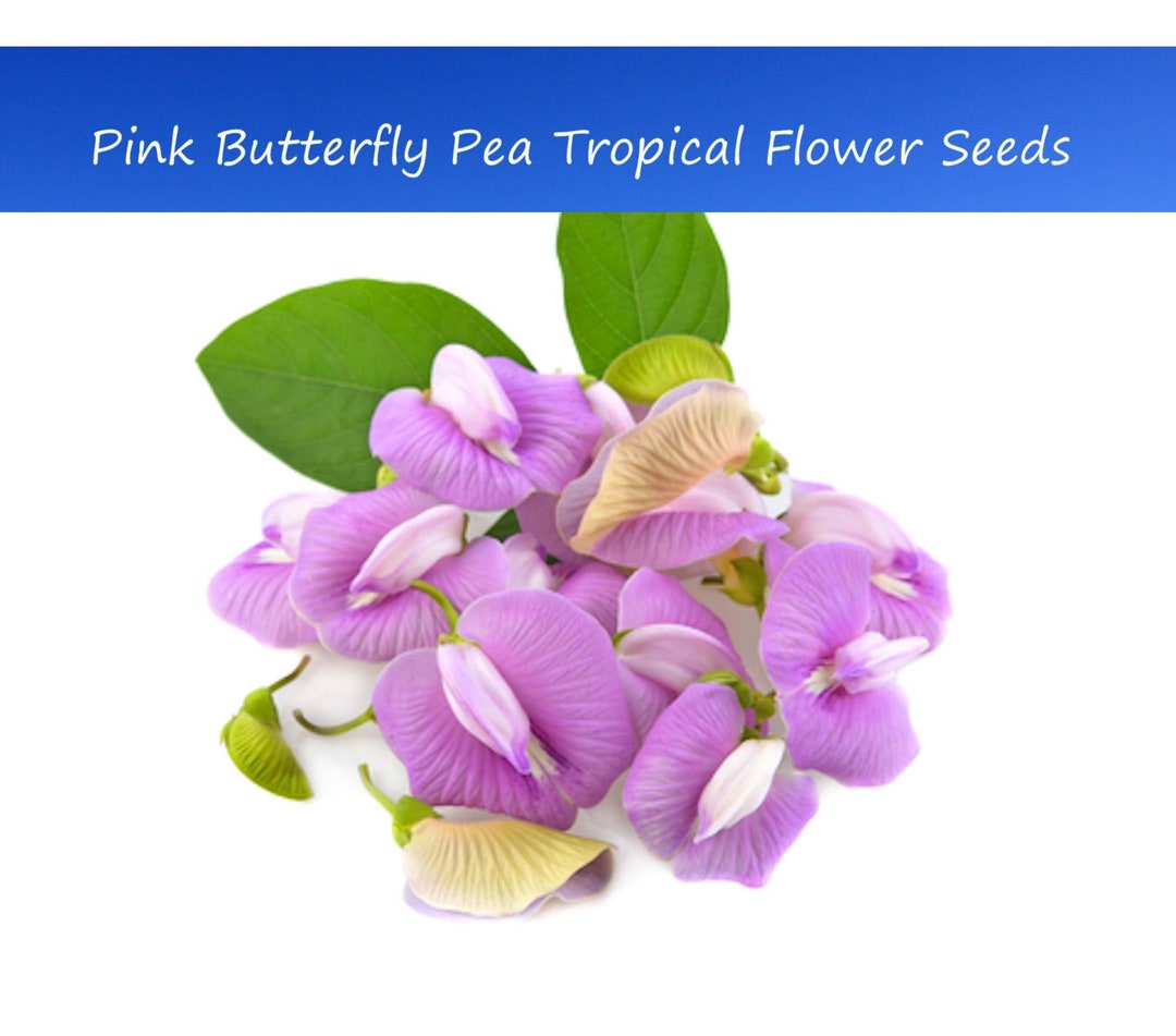 Tropical Flower Seeds very Rare Pink Butterfly Pea 10 Seeds Etsy
