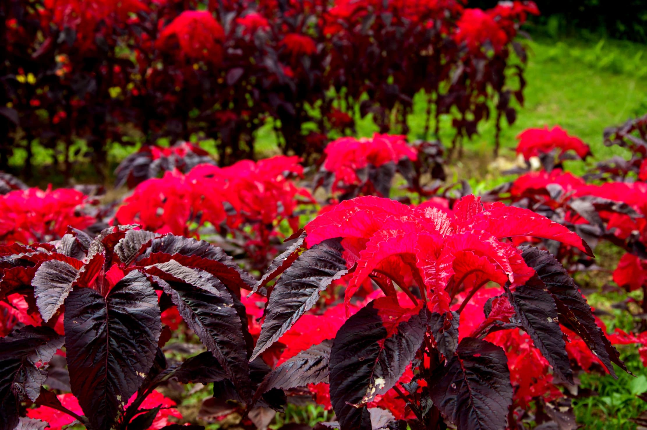 Outdoor & Gardening Ferns, Grasses & Bamboo Amaranthus Molten Fire x4