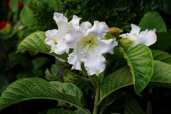 Easter Lily Vine 15 Seeds Beaumontia grandiflora