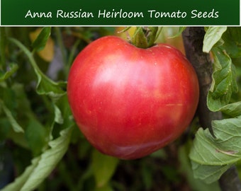 Tomato Seeds--Anna Russian Tomato-- 20 Vegetable Seeds -Heirloom- Old Fashioned Flavor -Canned- Fresh -Frozen