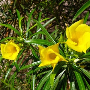 3 RARE seeds Yellow Oleander Small Tropical Shrub Ornamental Container Gardening Thevetia Peruviana seed pack image 2