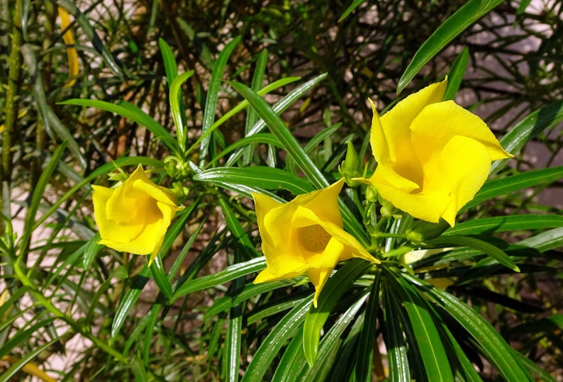 3 RARE seeds Yellow Oleander Small Tropical Shrub Ornamental Container Gardening Thevetia Peruviana seed pack image 2