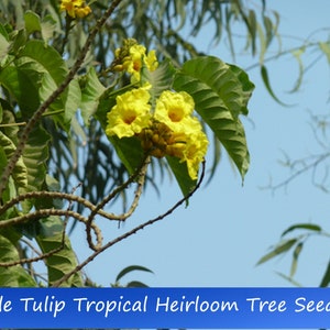 Tropical Seeds-Nile Tulip Tree -10 Seeds-  -Markhamia Lutea-Save Big on More Packs -Mix and Match- Sale!