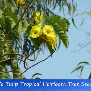 Tropical Seeds-Nile Tulip Tree 20 Seeds New Harvest Markhamia Lutea image 1