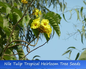 Tropical Seeds-Nile Tulip Tree -20 Seeds- New Harvest -Markhamia Lutea