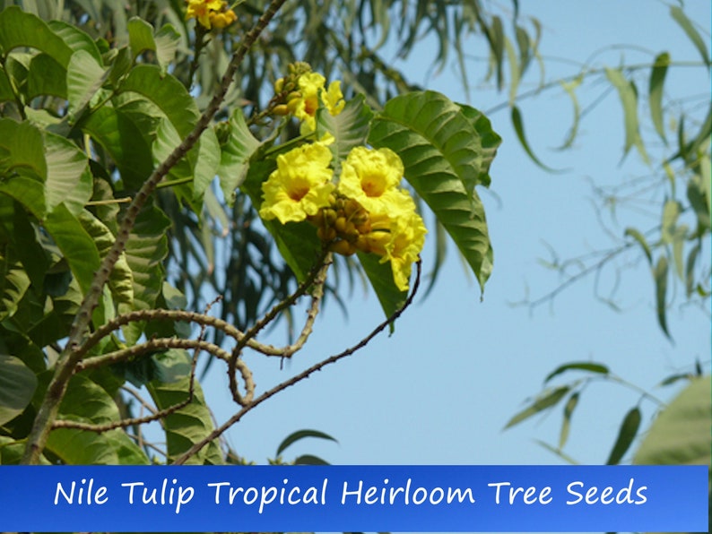 Tropical Seeds-Nile Tulip Tree 20 Seeds New Harvest Markhamia Lutea image 1