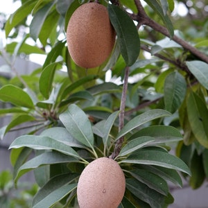 Tropical Seeds Rare Chicle 5 Heirloom Seeds Chewing Gum Tree Sapodilla Manilkara zapota image 1