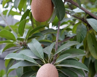 5 Tropical Chicle Seeds - Chewing Gum Tree --Sapodilla- -Manilkara zapota